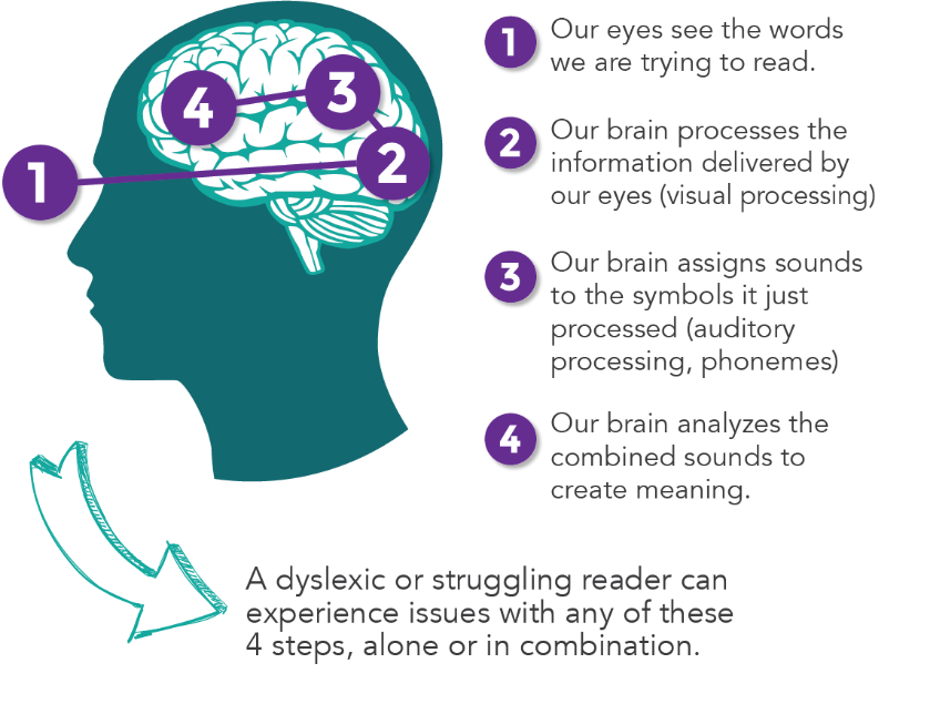 Reading brain